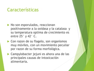 Características
 No son esporulados, reaccionan
positivamente a la oxidasa y la catalasa y
su temperatura optima de crecimiento es
entre 25° y 42° C.
 Con razon de su flagelo, son organismos
muy móviles, con un movimiento peculiar
por razon de su forma morfológica.
 Campylobacter jejuni es ahora una de las
principales causas de intoxicación
alimentaria.
 