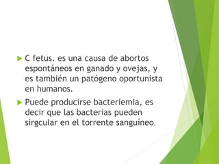  C fetus. es una causa de abortos
espontáneos en ganado y ovejas, y
es también un patógeno oportunista
en humanos.
 Puede producirse bacteriemia, es
decir que las bacterias pueden
sirgcular en el torrente sanguíneo.
 