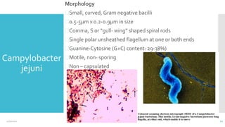 Campylobacter
jejuni
Morphology
⮚Small, curved, Gram negative bacilli
⮚0.5-5µm x 0.2-0.9µm in size
⮚Comma, S or “gull- wing” shaped spiral rods
⮚Single polar unsheathed flagellum at one or both ends
⮚Guanine-Cytosine (G+C) content: 29-38%)
⮚Motile, non- sporing
⮚Non – capsulated
12
12/2/2021
 
