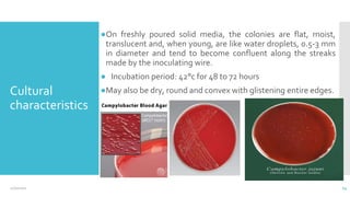 Cultural
characteristics
●On freshly poured solid media, the colonies are flat, moist,
translucent and, when young, are like water droplets, 0.5-3 mm
in diameter and tend to become confluent along the streaks
made by the inoculating wire.
● Incubation period: 42°c for 48 to 72 hours
●May also be dry, round and convex with glistening entire edges.
14
12/2/2021
 