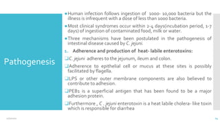 Pathogenesis
●Human infection follows ingestion of 1000- 10,000 bacteria but the
illness is infrequent with a dose of less than 1000 bacteria.
●Most clinical syndromes occur within 2-4 days(incubation period, 1-7
days) of ingestion of contaminated food, milk or water.
●Three mechanisms have been postulated in the pathogenesis of
intestinal disease caused by C. jejuni.
1. Adherence and production of heat- labile enterotoxins:
❑C. jejuni adheres to the jejunum, ileum and colon.
❑Adherence to epithelial cell or mucus at these sites is possibly
facilitated by flagella.
❑LPS or other outer membrane components are also believed to
contribute to adhesion.
❑PEB1 is a superficial antigen that has been found to be a major
adhesion protein.
❑Furthermore , C . jejuni enterotoxin is a heat labile cholera- like toxin
which is responsible for diarrhea
12/2/2021 24
 