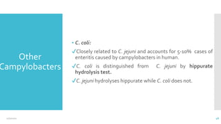 Other
Campylobacters
▪ C. coli:
✔Closely related to C. jejuni and accounts for 5-10% cases of
enteritis caused by campylobacters in human.
✔C. coli is distinguished from C. jejuni by hippurate
hydrolysis test.
✔C. jejuni hydrolyses hippurate while C. coli does not.
12/2/2021 48
 