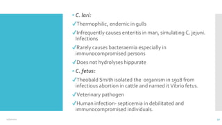 ▪ C. lari:
✔Thermophilic, endemic in gulls
✔Infrequently causes enteritis in man, simulating C. jejuni.
Infections
✔Rarely causes bacteraemia especially in
immunocompromised persons
✔Does not hydrolyses hippurate
▪ C. fetus:
✔Theobald Smith isolated the organism in 1918 from
infectious abortion in cattle and named it Vibrio fetus.
✔Veterinary pathogen
✔Human infection- septicemia in debilitated and
immunocompromised individuals.
12/2/2021 52
 