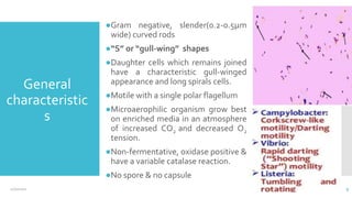 General
characteristic
s
●Gram negative, slender(0.2-0.5µm
wide) curved rods
●“S” or “gull-wing” shapes
●Daughter cells which remains joined
have a characteristic gull-winged
appearance and long spirals cells.
●Motile with a single polar flagellum
●Microaerophilic organism grow best
on enriched media in an atmosphere
of increased CO2 and decreased O2
tension.
●Non-fermentative, oxidase positive &
have a variable catalase reaction.
●No spore & no capsule
9
12/2/2021
 