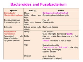 Interdigital Abscess Bacteriology bacteria. .Campylobacter.ppt