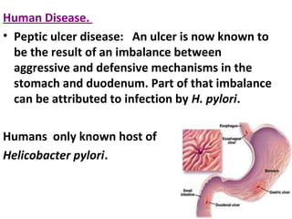Human Disease.
• Peptic ulcer disease: An ulcer is now known to
be the result of an imbalance between
aggressive and defensive mechanisms in the
stomach and duodenum. Part of that imbalance
can be attributed to infection by H. pylori.
Humans only known host of
Helicobacter pylori.
 