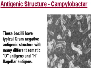 Campylobacter & Helicobacter