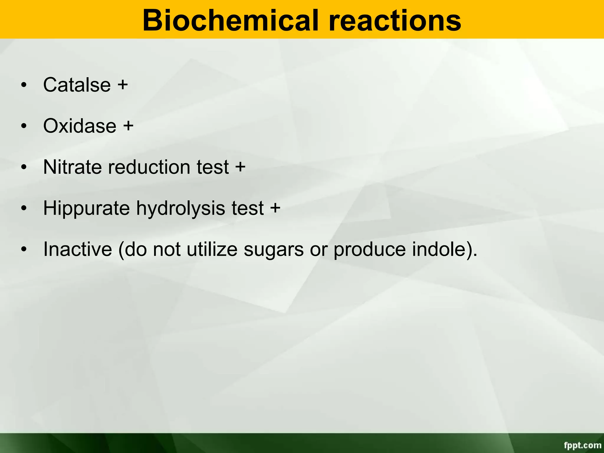 Biochemical reactions
• Catalse +
• Oxidase +
• Nitrate reduction test +
• Hippurate hydrolysis test +
• Inactive (do not utilize sugars or produce indole).
 