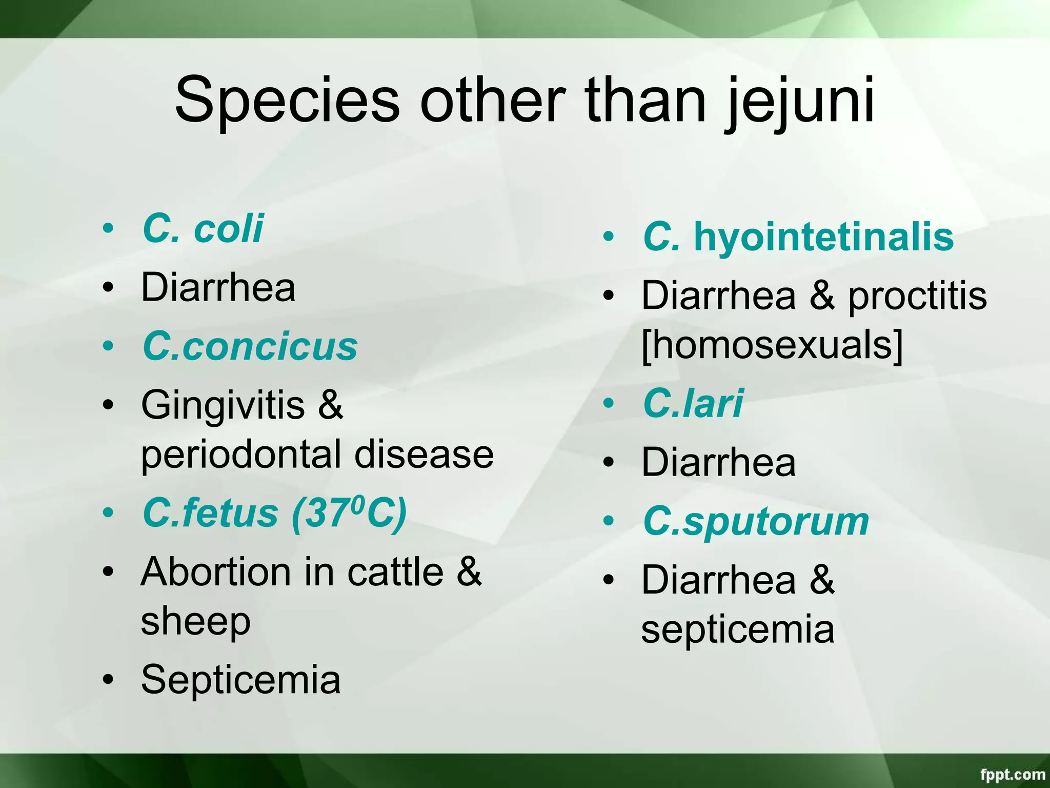 Species other than jejuni
• C. coli
• Diarrhea
• C.concicus
• Gingivitis &
periodontal disease
• C.fetus (370C)
• Abortion in cattle &
sheep
• Septicemia
• C. hyointetinalis
• Diarrhea & proctitis
[homosexuals]
• C.lari
• Diarrhea
• C.sputorum
• Diarrhea &
septicemia
 