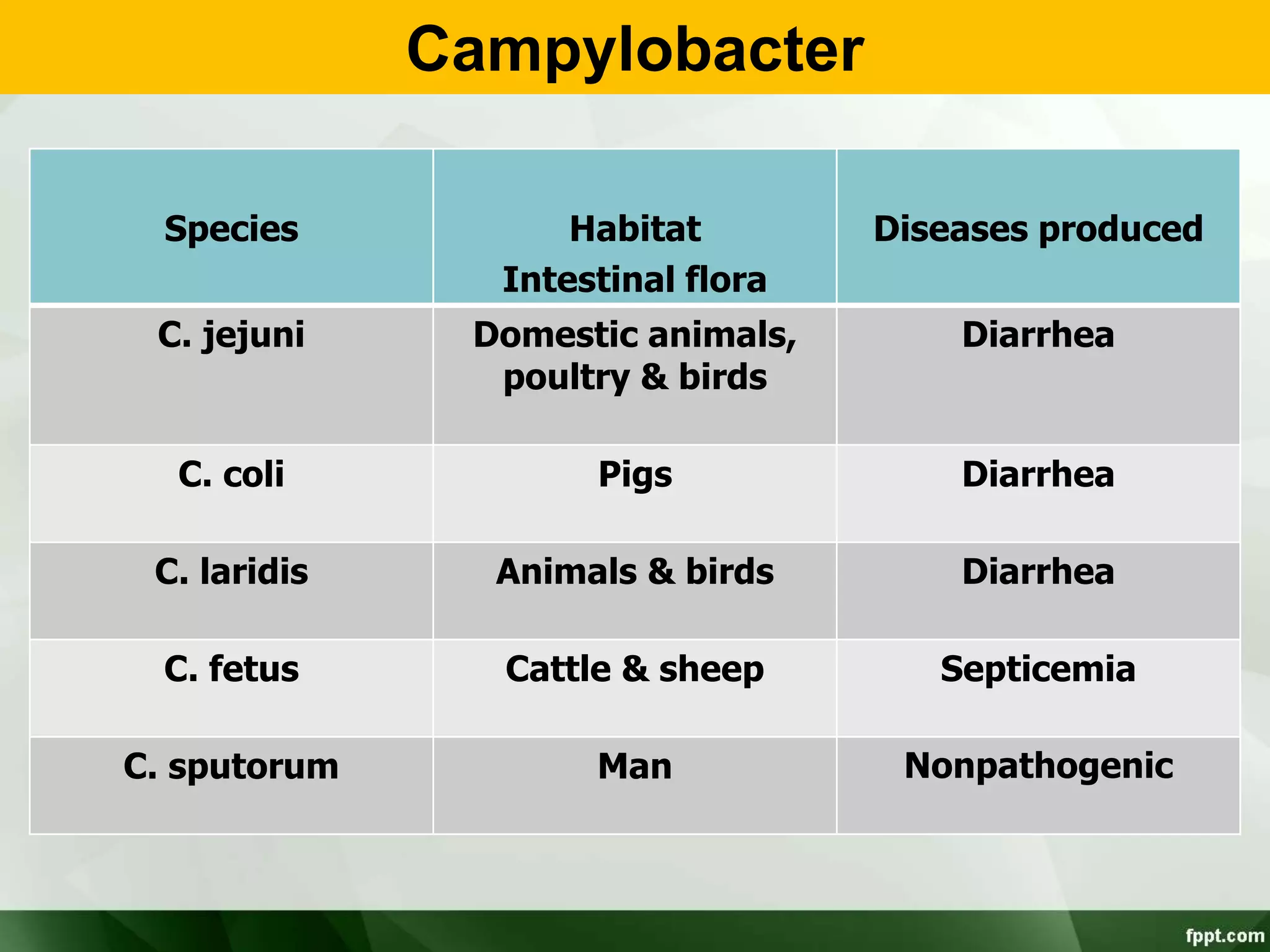 Campylobacter
Species Habitat
Intestinal flora
Diseases produced
C. jejuni Domestic animals,
poultry & birds
Diarrhea
C. coli Pigs Diarrhea
C. laridis Animals & birds Diarrhea
C. fetus Cattle & sheep Septicemia
C. sputorum Man Nonpathogenic
 