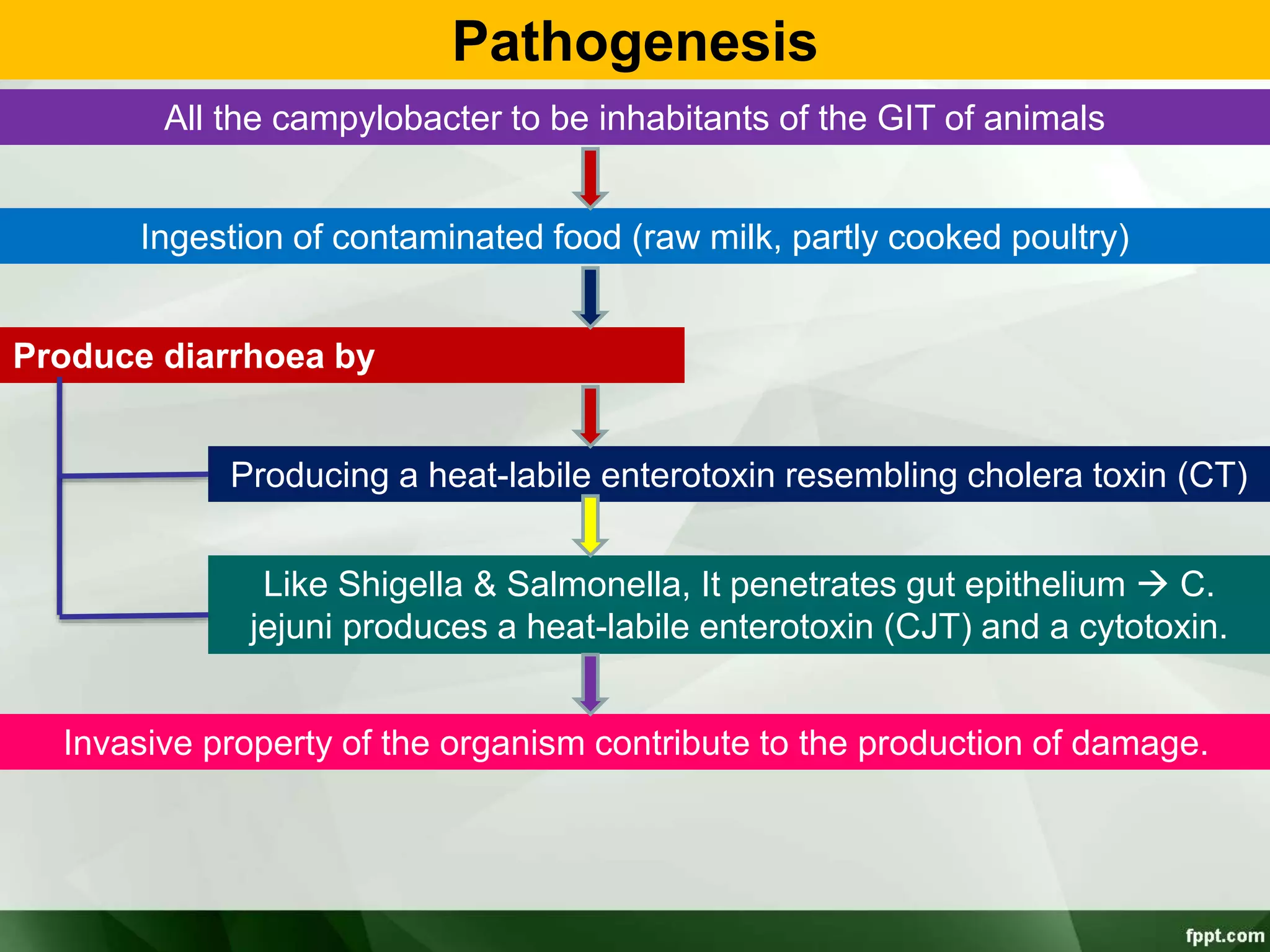 Pathogenesis
All the campylobacter to be inhabitants of the GIT of animals
Ingestion of contaminated food (raw milk, partly cooked poultry)
Produce diarrhoea by
Producing a heat-labile enterotoxin resembling cholera toxin (CT)
Like Shigella & Salmonella, It penetrates gut epithelium  C.
jejuni produces a heat-labile enterotoxin (CJT) and a cytotoxin.
Invasive property of the organism contribute to the production of damage.
 