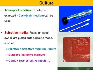 Culture
• Transport medium: If delay is
expected - Cary-Blair medium can be
used.
• Selective media: Feces or rectal
swabs are plated onto selective media
such as:
 Skirrow’s selective medium - figure
 Butzler’s selective medium
 Campy BAP selective medium.
 
