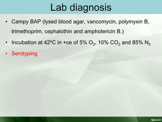 Lab diagnosis
• Campy BAP (lysed blood agar, vancomycin, polymyxin B,
trimethoprim, cephalothin and amphotericin B.)
• Incubation at 420C in +ce of 5% O2, 10% CO2 and 85% N2
• Serotyping
 