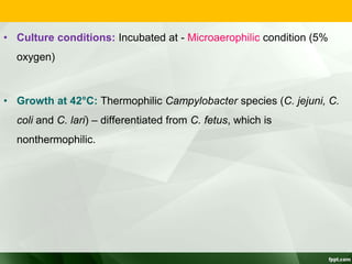 • Culture conditions: Incubated at - Microaerophilic condition (5%
oxygen)
• Growth at 42°C: Thermophilic Campylobacter species (C. jejuni, C.
coli and C. lari) – differentiated from C. fetus, which is
nonthermophilic.
 