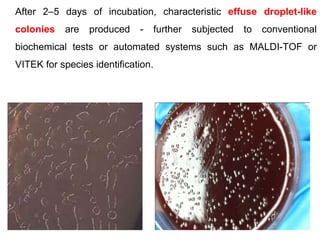 After 2–5 days of incubation, characteristic effuse droplet-like
colonies are produced - further subjected to conventional
biochemical tests or automated systems such as MALDI-TOF or
VITEK for species identification.
 