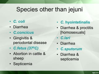 Species other than jejuni
• C. coli
• Diarrhea
• C.concicus
• Gingivitis &
periodontal disease
• C.fetus (370C)
• Abortion in cattle &
sheep
• Septicemia
• C. hyointetinalis
• Diarrhea & proctitis
[homosexuals]
• C.lari
• Diarrhea
• C.sputorum
• Diarrhea &
septicemia
 