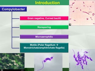 Introduction
Compylobacter
Gram negative, Curved bacilli
Microaerophilic
Nonsporing
Motile (Polar flagellum 
Monotrichate/amphitrichate flagella)
 