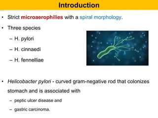 Introduction
• Strict microaerophilies with a spiral morphology.
• Three species
– H. pylori
– H. cinnaedi
– H. fennelliae
• Helicobacter pylori - curved gram-negative rod that colonizes
stomach and is associated with
– peptic ulcer disease and
– gastric carcinoma.
 