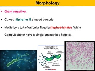 Morphology
• Gram negative.
• Curved, Spiral or S shaped bacteria.
• Motile by a tuft of unipolar flagella (lophotrichate). While
Campylobacter have a single unsheathed flagella.
 