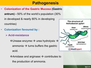 Pathogenesis
• Colonization of the Gastric Mucosa (Gastric
antrum) - 50% of the world’s population (30%
in developed & nearly 80% in developing
countries)
• Colonization favoured by :
 Acid-resistance
Urease enzyme: urea hydrolysis 
ammonia  turns buffers the gastric
acid.
Amidase and arginase: contributes to
the production of ammonia.
 