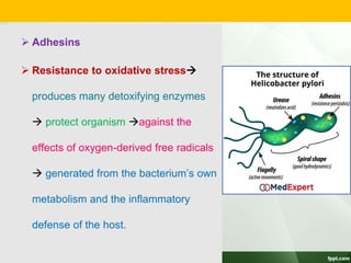  Adhesins
 Resistance to oxidative stress
produces many detoxifying enzymes
 protect organism against the
effects of oxygen-derived free radicals
 generated from the bacterium’s own
metabolism and the inflammatory
defense of the host.
 