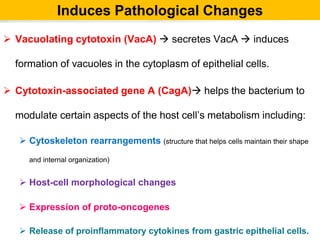 Induces Pathological Changes
 Vacuolating cytotoxin (VacA)  secretes VacA  induces
formation of vacuoles in the cytoplasm of epithelial cells.
 Cytotoxin-associated gene A (CagA) helps the bacterium to
modulate certain aspects of the host cell’s metabolism including:
 Cytoskeleton rearrangements (structure that helps cells maintain their shape
and internal organization)
 Host-cell morphological changes
 Expression of proto-oncogenes
 Release of proinflammatory cytokines from gastric epithelial cells.
 