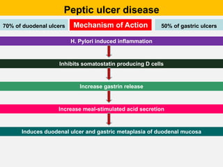 Peptic ulcer disease
70% of duodenal ulcers 50% of gastric ulcers
Mechanism of Action
H. Pylori induced inflammation
Inhibits somatostatin producing D cells
Increase gastrin release
Increase meal-stimulated acid secretion
Induces duodenal ulcer and gastric metaplasia of duodenal mucosa
 