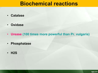 Biochemical reactions
• Catalase
• Oxidase
• Urease (100 times more powerful than Pr. vulgaris)
• Phosphatase
• H2S
 
