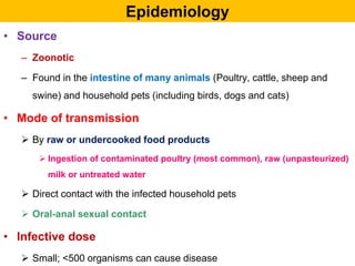 Epidemiology
• Source
– Zoonotic
– Found in the intestine of many animals (Poultry, cattle, sheep and
swine) and household pets (including birds, dogs and cats)
• Mode of transmission
 By raw or undercooked food products
 Ingestion of contaminated poultry (most common), raw (unpasteurized)
milk or untreated water
 Direct contact with the infected household pets
 Oral-anal sexual contact
• Infective dose
 Small; <500 organisms can cause disease
 
