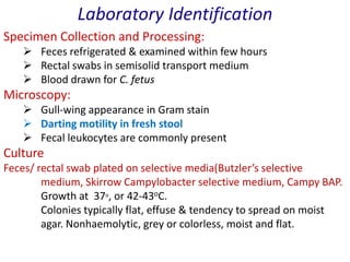 Wheel Bacteriogram Campylobacter & helicobacter dr. negi | PPTX