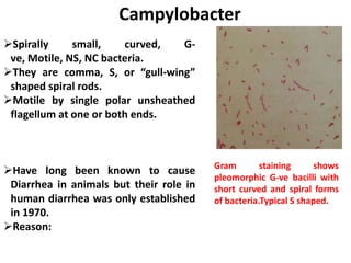 Campylobacter
Spirally small, curved, G-
ve, Motile, NS, NC bacteria.
They are comma, S, or “gull-wing”
shaped spiral rods.
Motile by single polar unsheathed
flagellum at one or both ends.
Have long been known to cause
Diarrhea in animals but their role in
human diarrhea was only established
in 1970.
Reason:
Gram staining shows
pleomorphic G-ve bacilli with
short curved and spiral forms
of bacteria.Typical S shaped.
 