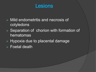 Lesions

 Mild endometritis and necrosis of
  cotyledons
 Separation of chorion with formation of
  hematomas
 Hypoxia due to placental damage
 Foetal death
 
