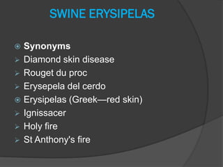SWINE ERYSIPELAS

 Synonyms
 Diamond skin disease
 Rouget du proc
 Erysepela del cerdo
 Erysipelas (Greek—red skin)
 Ignissacer
 Holy fire
 St Anthony's fire
 