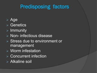 Predisposing factors

   Age
   Genetics
   Immunity
   Non- infectious disease
   Stress due to environment or
    management
   Worm infestation
   Concurrent infection
   Alkaline soil
 