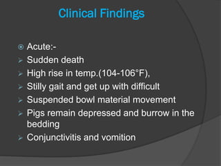 Clinical Findings

   Acute:-
   Sudden death
   High rise in temp.(104-106°F),
   Stilly gait and get up with difficult
   Suspended bowl material movement
   Pigs remain depressed and burrow in the
    bedding
   Conjunctivitis and vomition
 