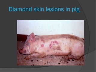 Diamond skin lesions in pig
 