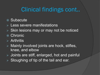 Clinical findings cont..
   Subacute
   Less severe manifestations
   Skin lesions may or may not be noticed
   Chronic
   Arthritis
   Mainly involved joints are hock, stifles,
    knee, and elbow
   Joints are stiff, enlarged, hot and painful
   Sloughing of tip of the tail and ear.
 
