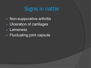 Signs in cattle
 Non-suppurative arthritis
 Ulceration of cartilages
 Lameness
 Fluctuating joint capsule
 