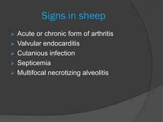 Signs in sheep
   Acute or chronic form of arthritis
   Valvular endocarditis
   Cutanious infection
   Septicemia
   Multifocal necrotizing alveolitis
 