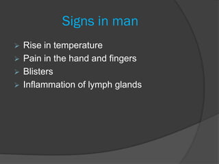 Signs in man
 Rise in temperature
 Pain in the hand and fingers
 Blisters
 Inflammation of lymph glands
 