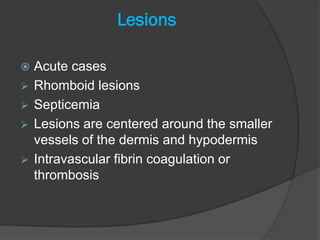 Lesions

   Acute cases
   Rhomboid lesions
   Septicemia
   Lesions are centered around the smaller
    vessels of the dermis and hypodermis
   Intravascular fibrin coagulation or
    thrombosis
 