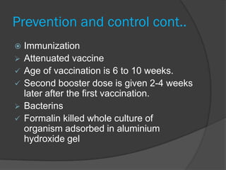 Prevention and control cont..
   Immunization
   Attenuated vaccine
   Age of vaccination is 6 to 10 weeks.
   Second booster dose is given 2-4 weeks
    later after the first vaccination.
   Bacterins
   Formalin killed whole culture of
    organism adsorbed in aluminium
    hydroxide gel
 