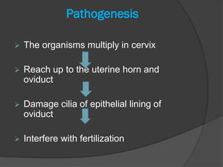 Pathogenesis

   The organisms multiply in cervix

   Reach up to the uterine horn and
    oviduct

   Damage cilia of epithelial lining of
    oviduct

   Interfere with fertilization
 