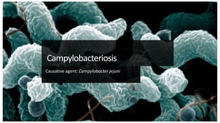 Campylobacteriosis
Causative agent: Campylobacter jejuni
 