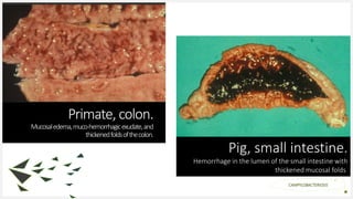 Your Logo or Name Here
Primate, colon.
Mucosaledema,muco-hemorrhagicexudate,and
thickenedfoldsofthecolon.
6
Pig, small intestine.
Hemorrhage in the lumen of the small intestine with
thickened mucosal folds.
CAMPYLOBACTERIOSIS
 
