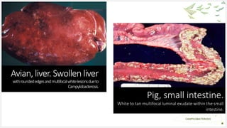 Your Logo or Name Here
Avian, liver. Swollen liver
withroundededgesandmultifocalwhitelesionsdueto
Campylobacterosis.
7
Pig, small intestine.
White to tan multifocal luminal exudate within the small
intestine.
CAMPYLOBACTERIOSIS
 