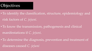 Objectives
•To identify the classification, structure, epidemiology and
risk factors of C. jejuni.
•To know the transmission, pathogenesis and clinical
manifestations if C. jejuni.
•To determine the diagnosis, prevention and treatment of
diseases caused C. jejuni
 