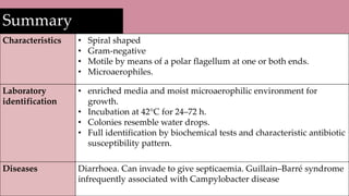 Summary
Characteristics • Spiral shaped
• Gram-negative
• Motile by means of a polar flagellum at one or both ends.
• Microaerophiles.
Laboratory
identification
• enriched media and moist microaerophilic environment for
growth.
• Incubation at 42°C for 24–72 h.
• Colonies resemble water drops.
• Full identification by biochemical tests and characteristic antibiotic
susceptibility pattern.
Diseases Diarrhoea. Can invade to give septicaemia. Guillain–Barré syndrome
infrequently associated with Campylobacter disease
 