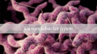 Campylobacter jejuni
 