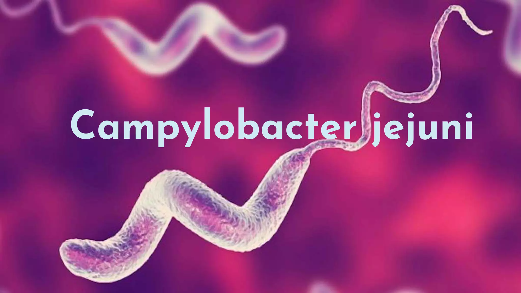Campylobacter jejuni
